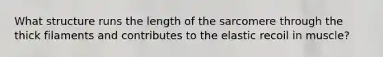 What structure runs the length of the sarcomere through the thick filaments and contributes to the elastic recoil in muscle?