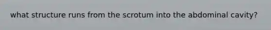 what structure runs from the scrotum into the abdominal cavity?