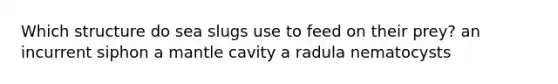 Which structure do sea slugs use to feed on their prey? an incurrent siphon a mantle cavity a radula nematocysts