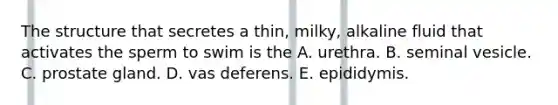 The structure that secretes a thin, milky, alkaline fluid that activates the sperm to swim is the A. urethra. B. seminal vesicle. C. prostate gland. D. vas deferens. E. epididymis.