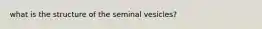 what is the structure of the seminal vesicles?