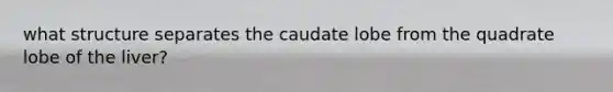 what structure separates the caudate lobe from the quadrate lobe of the liver?