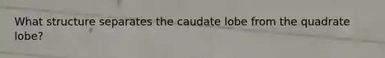 What structure separates the caudate lobe from the quadrate lobe?