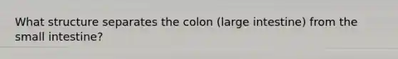 What structure separates the colon (large intestine) from the small intestine?