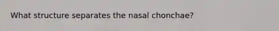 What structure separates the nasal chonchae?