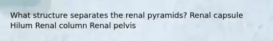 What structure separates the renal pyramids? Renal capsule Hilum Renal column Renal pelvis