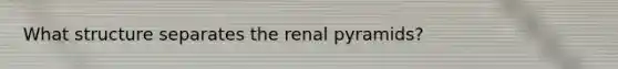 What structure separates the renal pyramids?