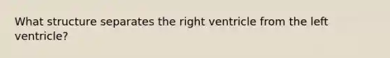 What structure separates the right ventricle from the left ventricle?