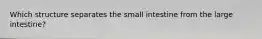 Which structure separates the small intestine from the large intestine?