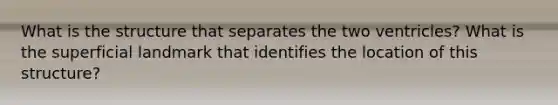 What is the structure that separates the two ventricles? What is the superficial landmark that identifies the location of this structure?