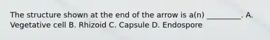 The structure shown at the end of the arrow is a(n) _________. A. Vegetative cell B. Rhizoid C. Capsule D. Endospore