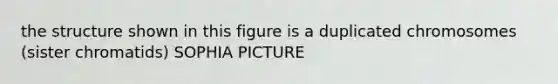 the structure shown in this figure is a duplicated chromosomes (sister chromatids) SOPHIA PICTURE