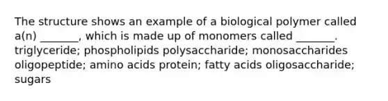 The structure shows an example of a biological polymer called a(n) _______, which is made up of monomers called _______. triglyceride; phospholipids polysaccharide; monosaccharides oligopeptide; amino acids protein; fatty acids oligosaccharide; sugars