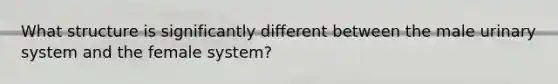 What structure is significantly different between the male urinary system and the female system?