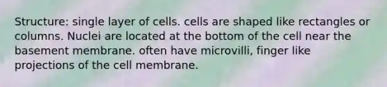 Structure: single layer of cells. cells are shaped like rectangles or columns. Nuclei are located at the bottom of the cell near the basement membrane. often have microvilli, finger like projections of the cell membrane.