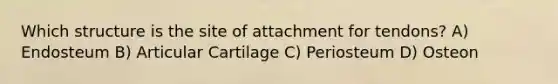 Which structure is the site of attachment for tendons? A) Endosteum B) Articular Cartilage C) Periosteum D) Osteon