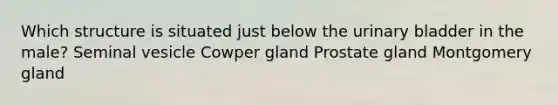 Which structure is situated just below the urinary bladder in the male? Seminal vesicle Cowper gland Prostate gland Montgomery gland