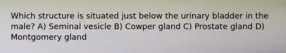 Which structure is situated just below the urinary bladder in the male? A) Seminal vesicle B) Cowper gland C) Prostate gland D) Montgomery gland