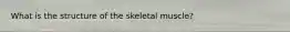 What is the structure of the skeletal muscle?