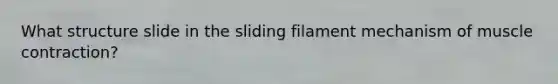 What structure slide in the sliding filament mechanism of muscle contraction?