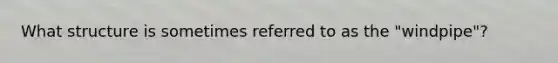 What structure is sometimes referred to as the "windpipe"?