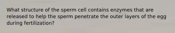 What structure of the sperm cell contains enzymes that are released to help the sperm penetrate the outer layers of the egg during fertilization?