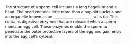 The structure of a sperm cell includes a long flagellum and a head. The head contains little more than a haploid nucleus and an organelle known as an ____________________, at its tip. This contains digestive enzymes that are released when a sperm meets an egg cell. These enzymes enable the sperm to penetrate the outer protective layers of the egg and gain entry into the egg cell's cytosol.