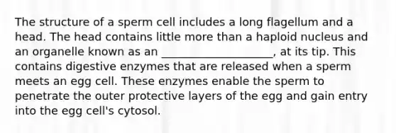 The structure of a sperm cell includes a long flagellum and a head. The head contains little <a href='https://www.questionai.com/knowledge/keWHlEPx42-more-than' class='anchor-knowledge'>more than</a> a haploid nucleus and an organelle known as an ____________________, at its tip. This contains <a href='https://www.questionai.com/knowledge/kK14poSlmL-digestive-enzymes' class='anchor-knowledge'>digestive enzymes</a> that are released when a sperm meets an egg cell. These enzymes enable the sperm to penetrate the outer protective layers of the egg and gain entry into the egg cell's cytosol.