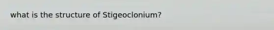 what is the structure of Stigeoclonium?