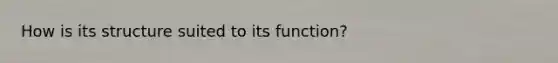 How is its structure suited to its function?