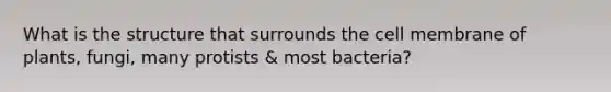 What is the structure that surrounds the cell membrane of plants, fungi, many protists & most bacteria?