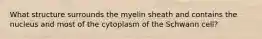 What structure surrounds the myelin sheath and contains the nucleus and most of the cytoplasm of the Schwann cell?