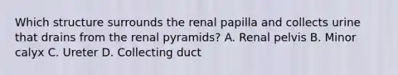 Which structure surrounds the renal papilla and collects urine that drains from the renal pyramids? A. Renal pelvis B. Minor calyx C. Ureter D. Collecting duct