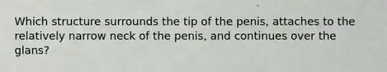 Which structure surrounds the tip of the penis, attaches to the relatively narrow neck of the penis, and continues over the glans?