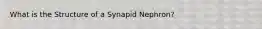 What is the Structure of a Synapid Nephron?