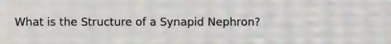 What is the Structure of a Synapid Nephron?