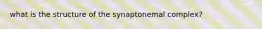 what is the structure of the synaptonemal complex?