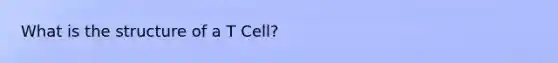 What is the structure of a T Cell?