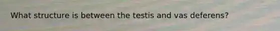 What structure is between the testis and vas deferens?