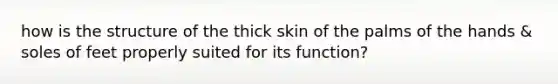 how is the structure of the thick skin of the palms of the hands & soles of feet properly suited for its function?