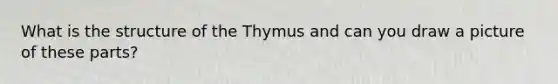 What is the structure of the Thymus and can you draw a picture of these parts?