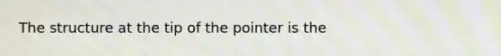 The structure at the tip of the pointer is the