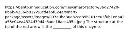 https://bento.mheducation.com/files/smart-factory/36d27420-6b6b-4236-b812-98cd4a5f824e/smart-package/assets/images/097a9be30e82cd89b101ce03f0b1e6a42a58e04ea4324d39d4c6adc16acc495a.jpeg The structure at the tip of the red arrow is the __________ of this enzyme.