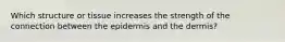 Which structure or tissue increases the strength of the connection between the epidermis and the dermis?