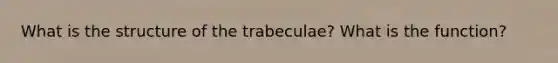 What is the structure of the trabeculae? What is the function?