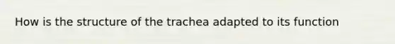 How is the structure of the trachea adapted to its function