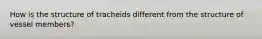 How is the structure of tracheids different from the structure of vessel members?