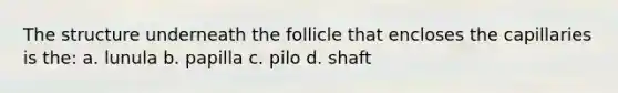 The structure underneath the follicle that encloses the capillaries is the: a. lunula b. papilla c. pilo d. shaft