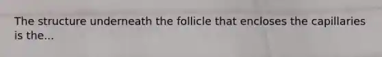 The structure underneath the follicle that encloses the capillaries is the...