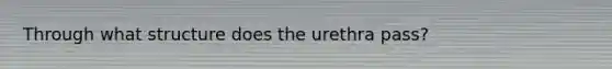 Through what structure does the urethra pass?